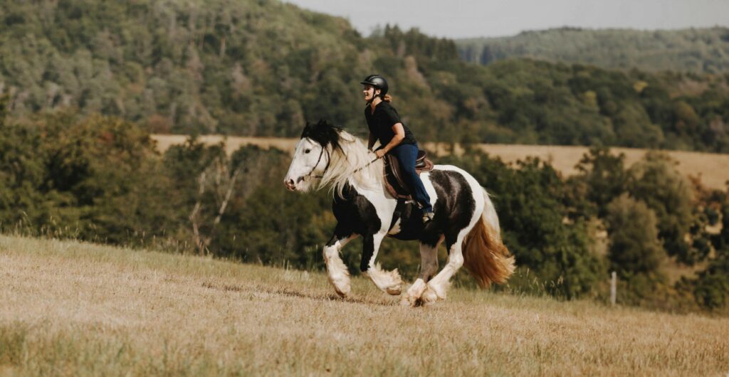 traumpferd happyhorsemanship westerwald