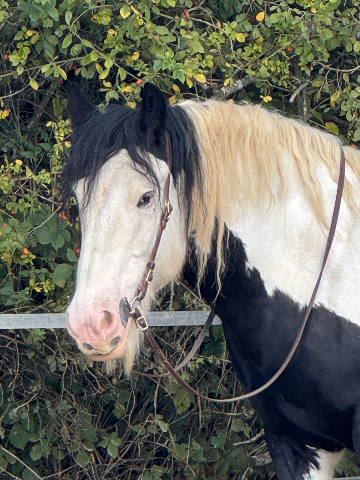 „Horsemanship is knowing when to quit.“ 7 „Horsemanship is knowing when to quit.“